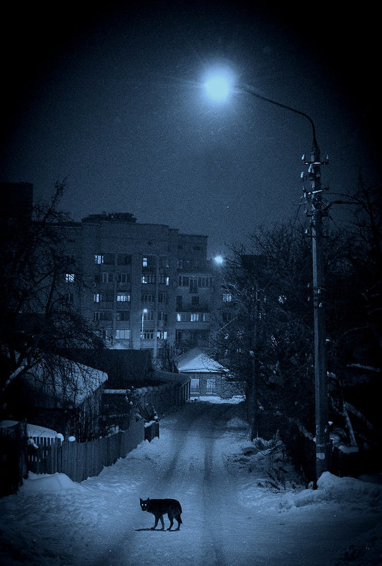 Жил-был пёс - Владимир Щербина