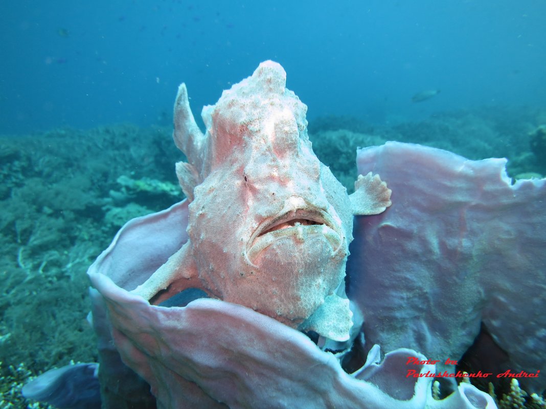 FrogFish - Andrei Pavlushchenko 