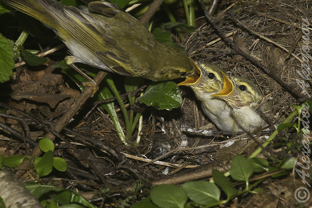 Пеночка трещотка. Phylloscopus sibilator - Александр Аксёнов