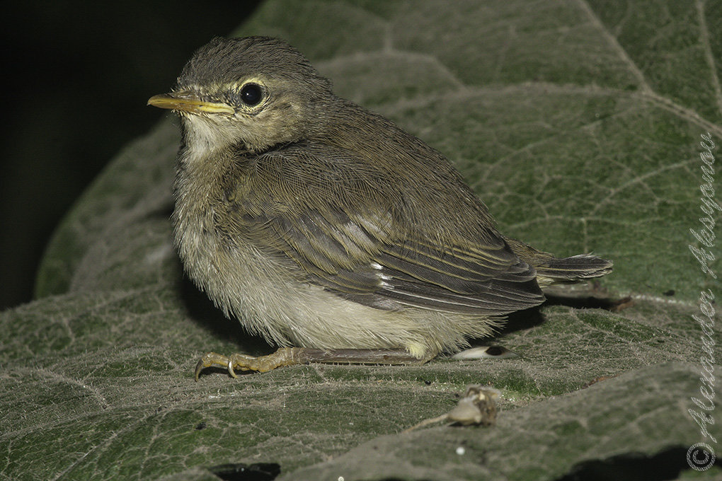 Пеночка теньковка, слеток. Phylloscopus collibitus - Александр Аксёнов