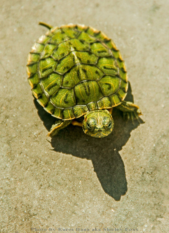 small turtle - Marina Voronina (Platonova)