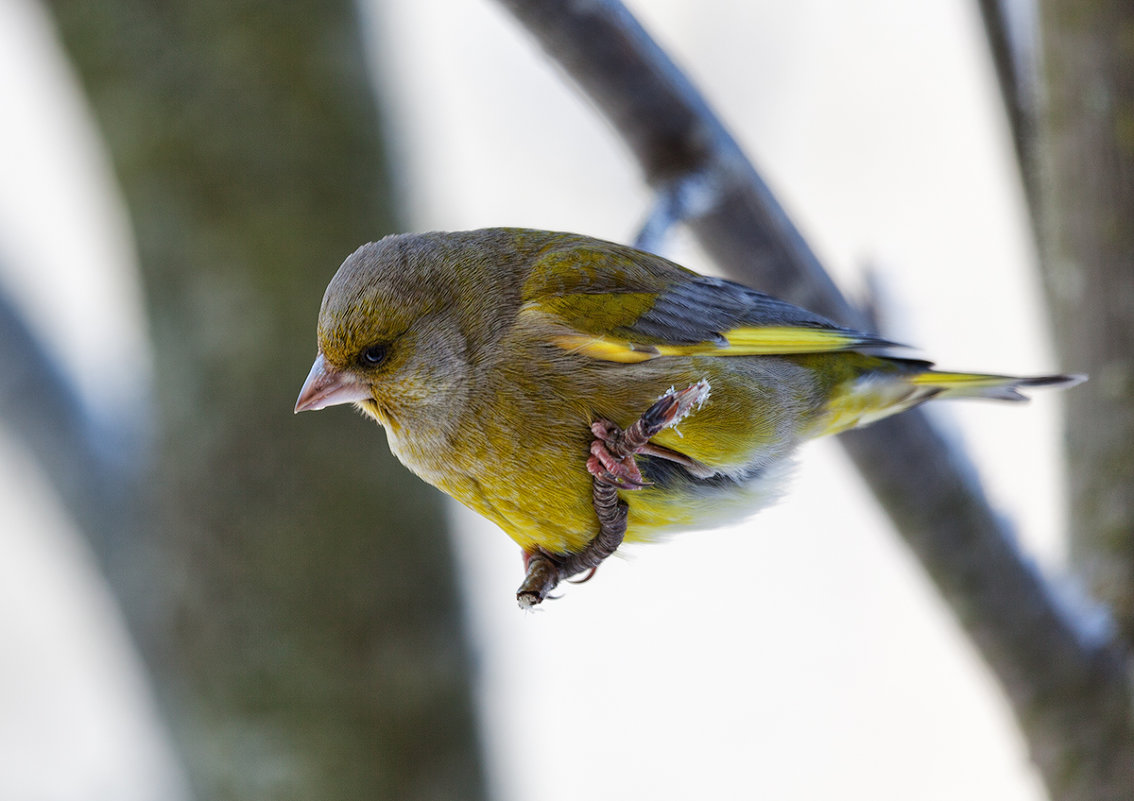 Greenfinch - Анатолий Тимофеев