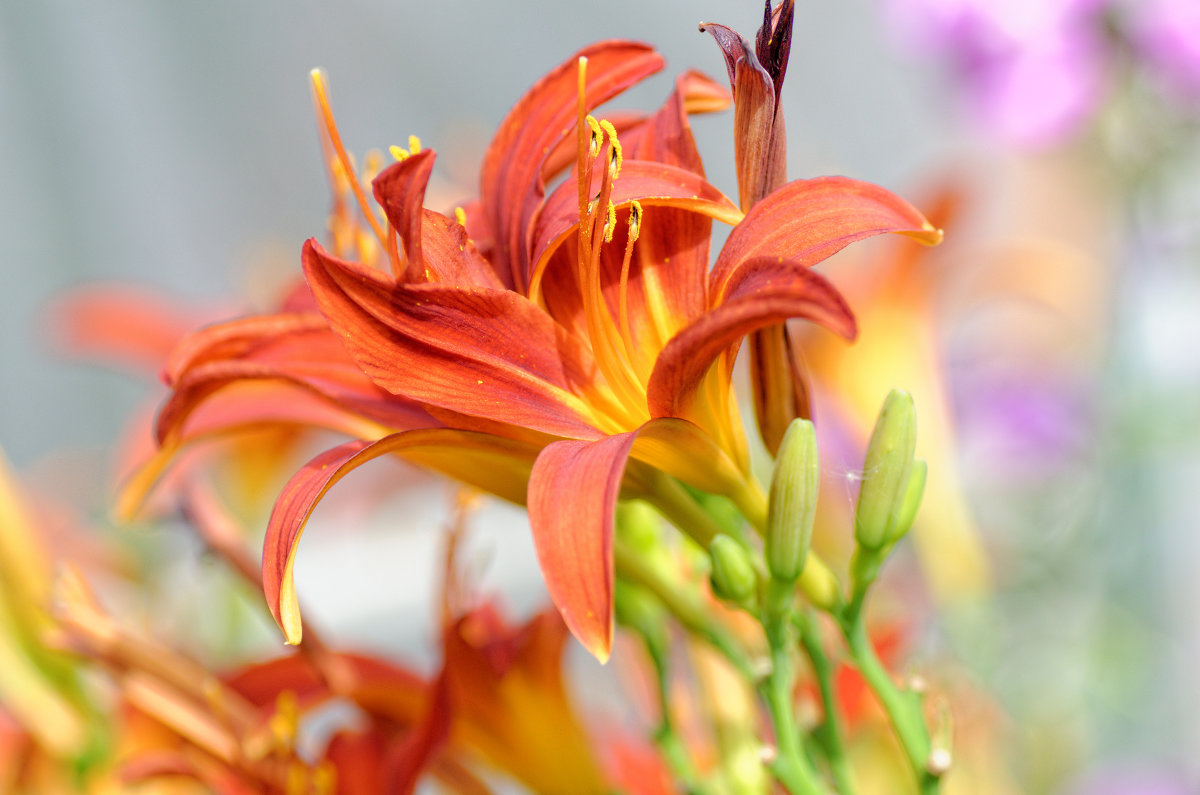 Li- - Георгий Муравьев