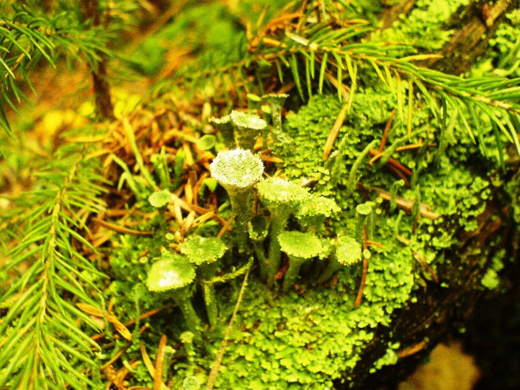 Мох - Вадим Шмелев 