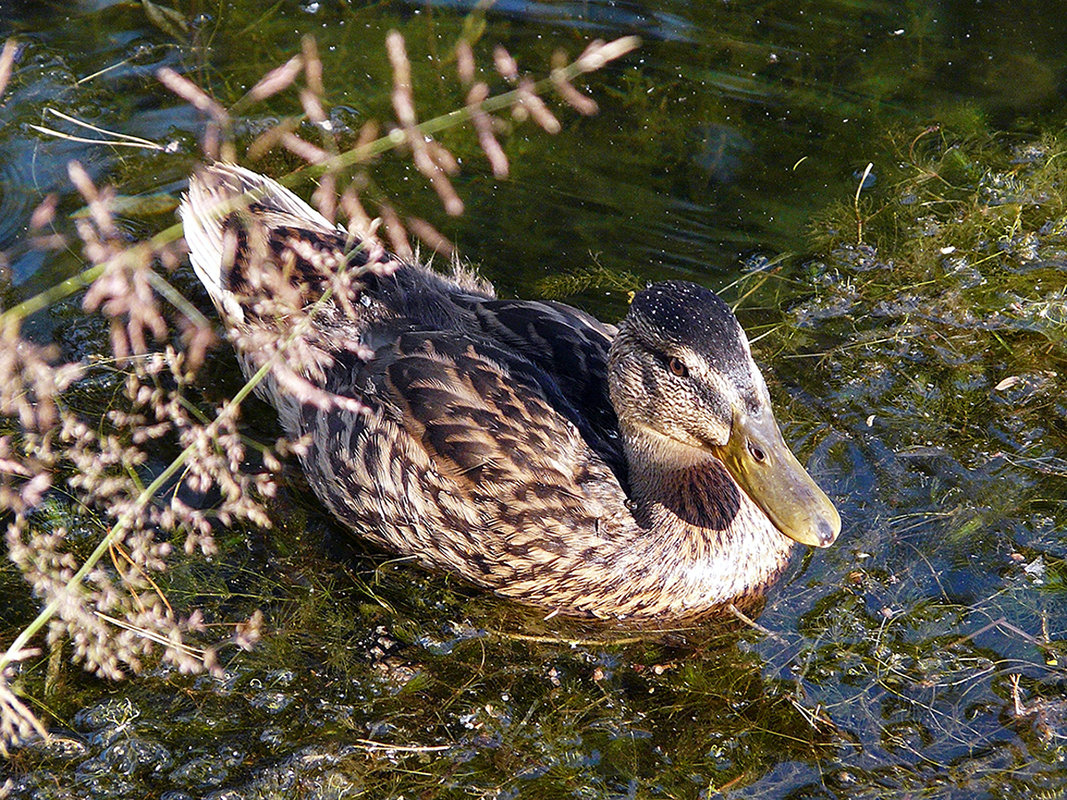 Заплыв - Вячеслав Кладовщиков