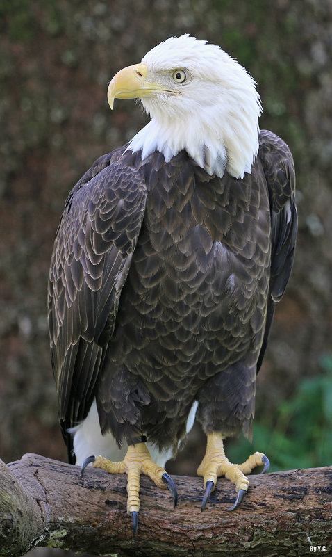 Eagle - Яков Геллер Eagle - Яков Геллер