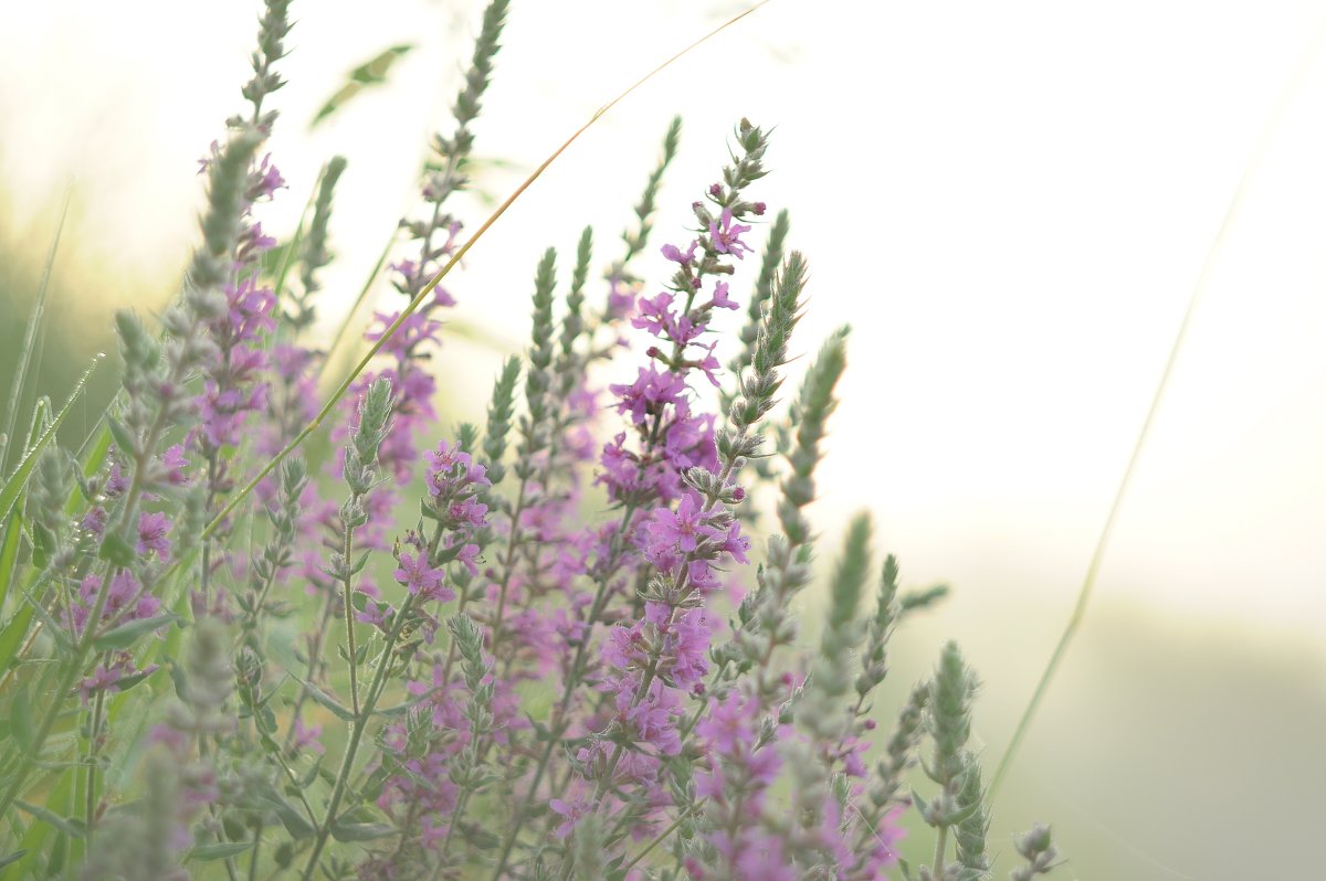 NikonD90+Helios 44-3 - kamo-kam kam