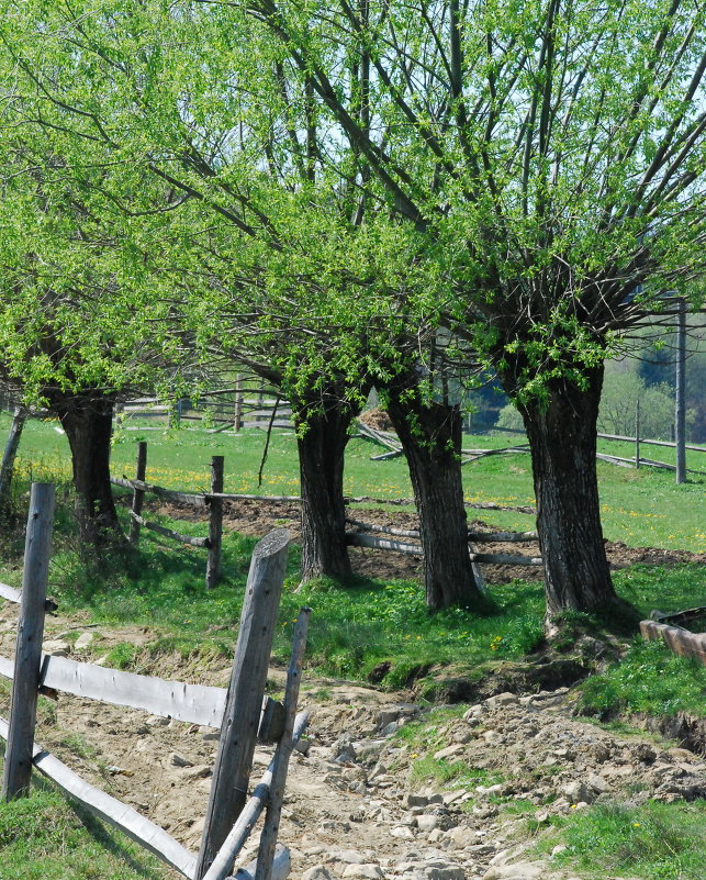вербы возле дороги - Богдан Вовк