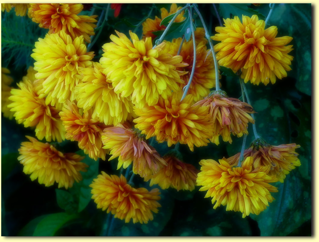 Хризантемы - Любовь 