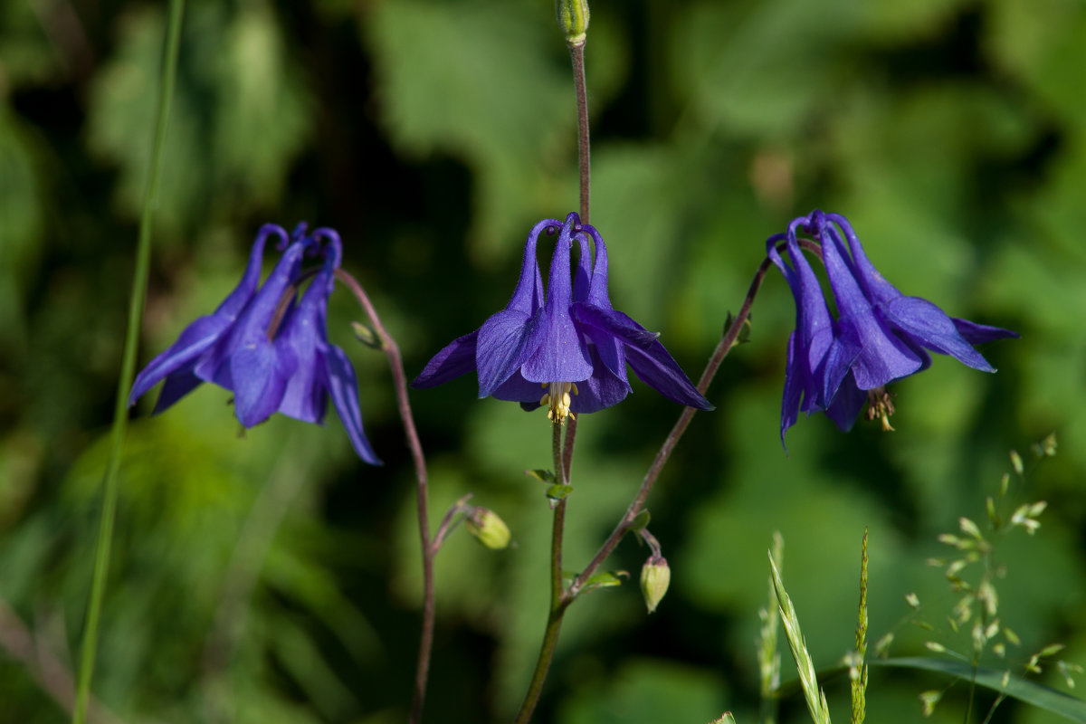 Aquilegia vulgaris/водосбор - Григорий Кинёв