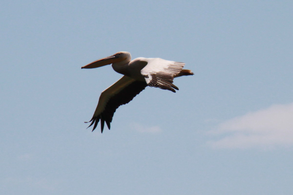 Пернатые. - Андрей Гашин