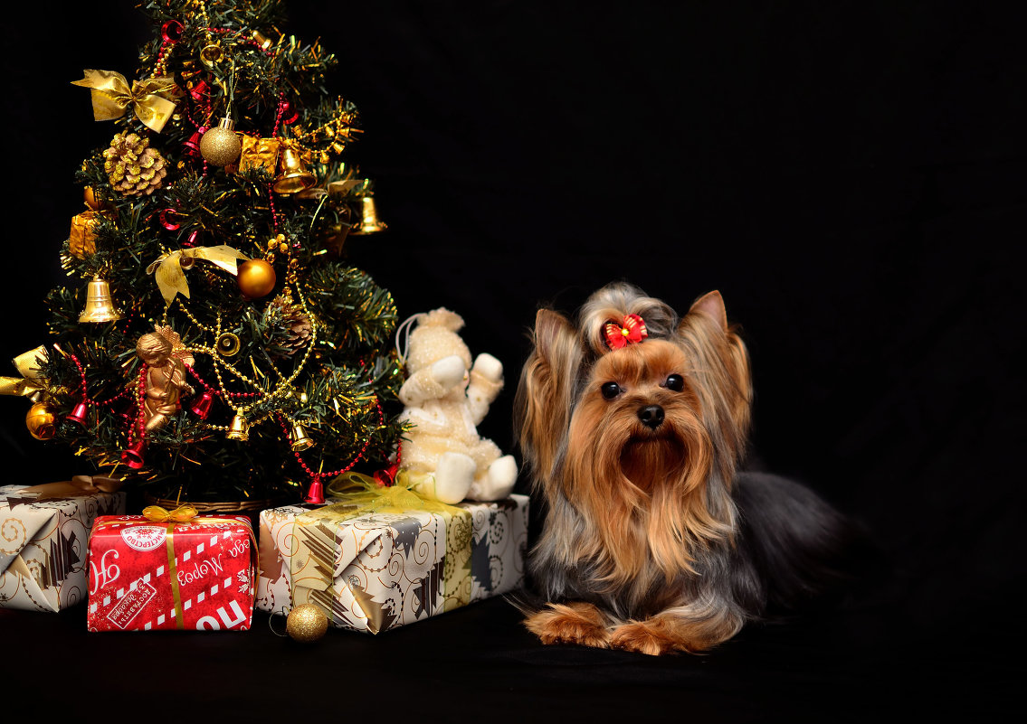 Йорк Каприз - Катерина Терновая