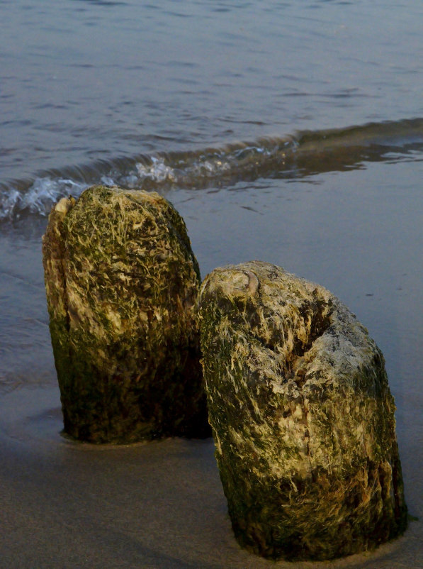 Два пенька - Анастасия Меркулова