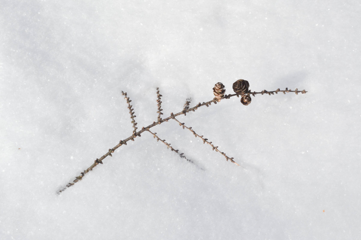 Упала - Микто (Mikto) Михаил Носков