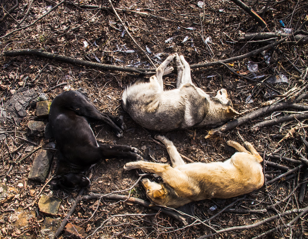 Послеобеденный сон - Алексей Сараев