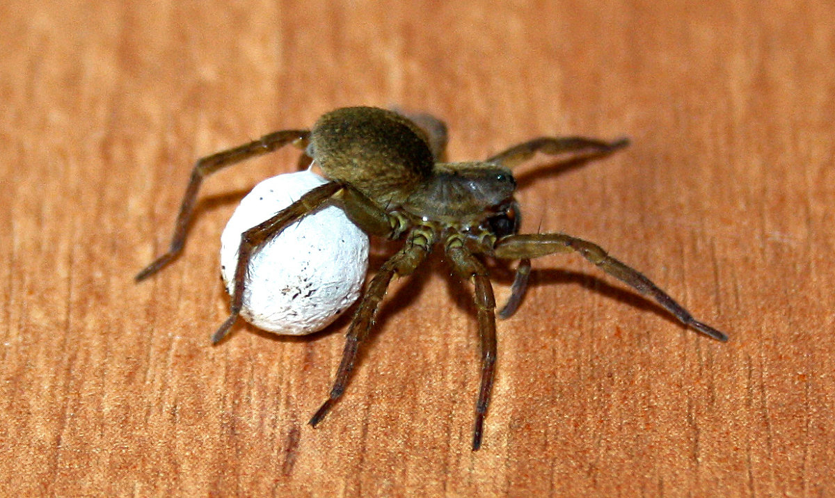 Паучиха. - Наталья Цветкова