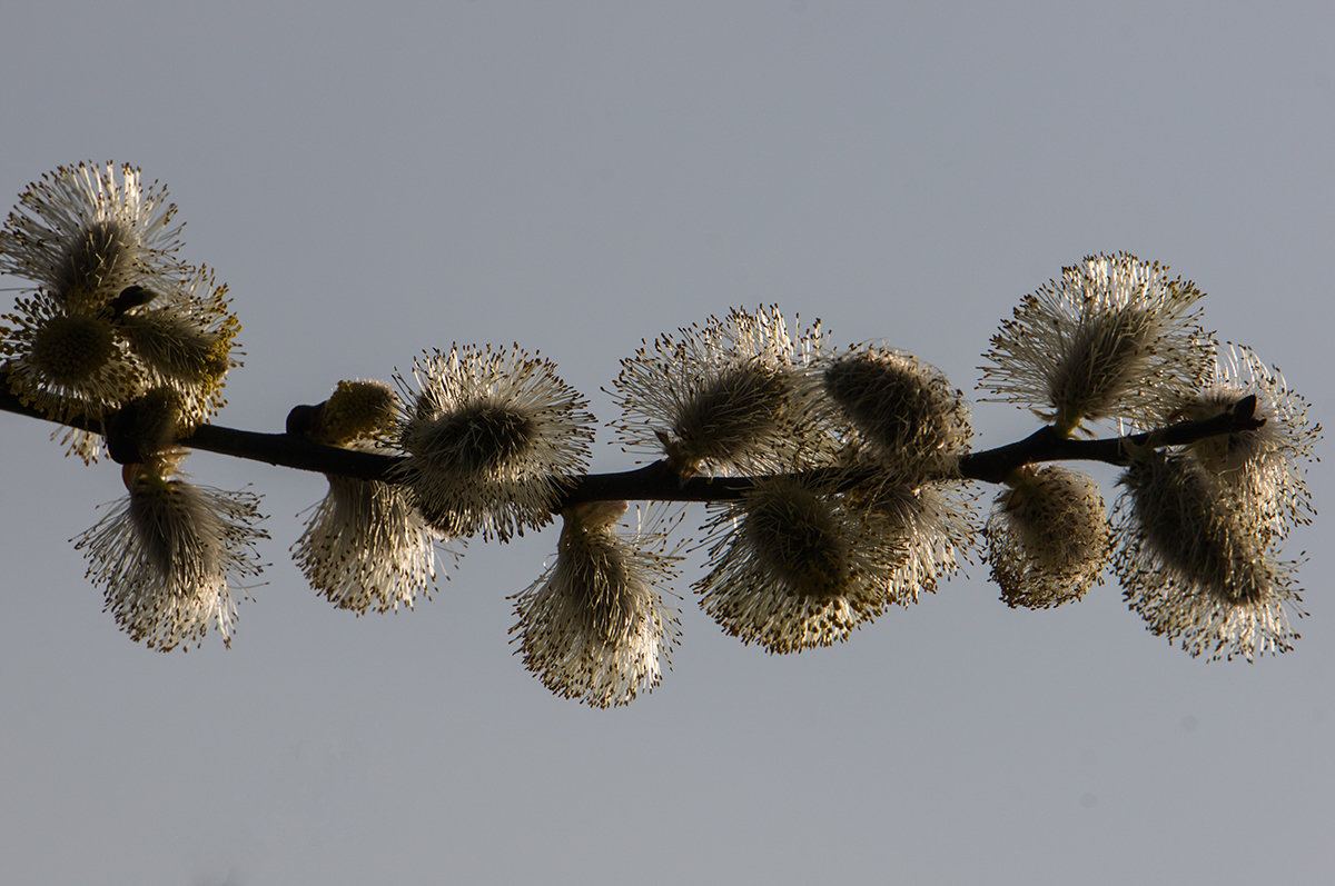 Пришла весна... - igor G.