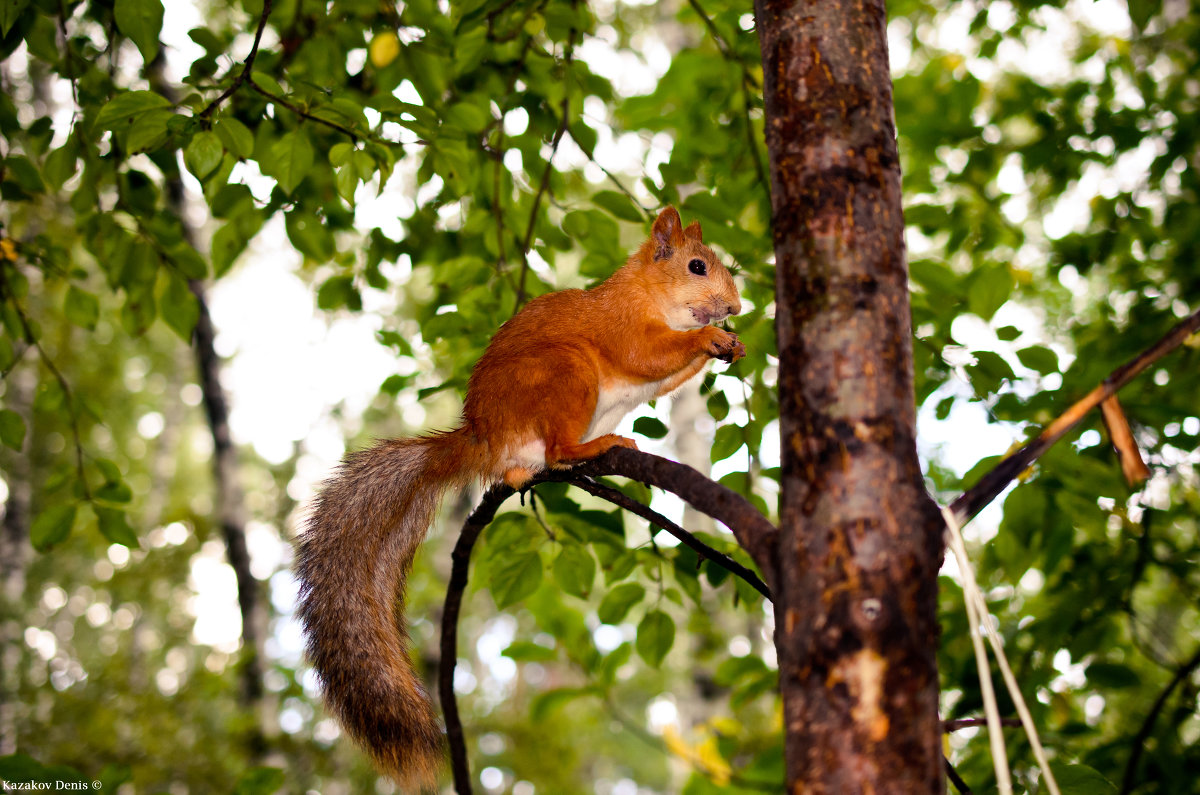 Белка - Денис Казаков