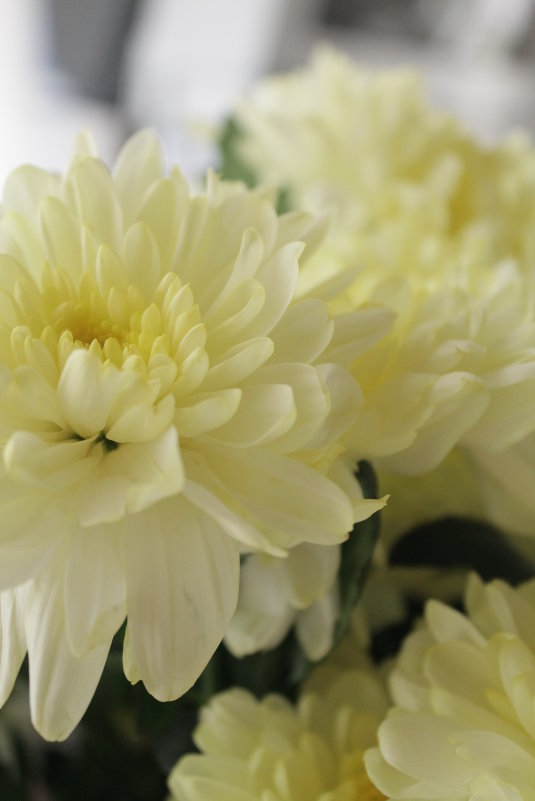 С 8 Марта! - Юлия Войтик