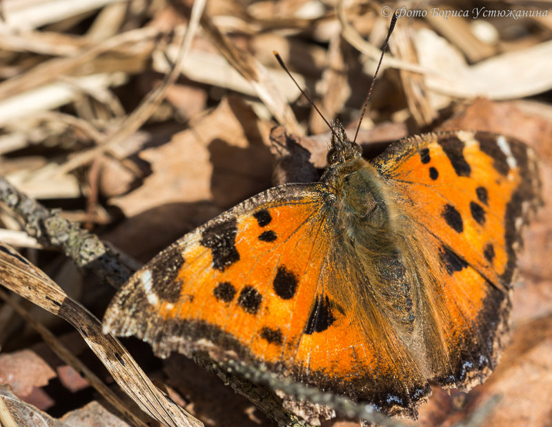 Первые бабочки - Борис Устюжанин