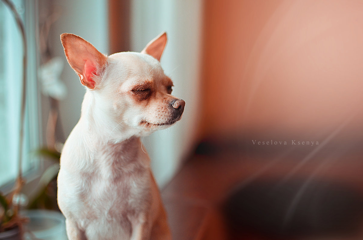 Киви - Ксения Веселова