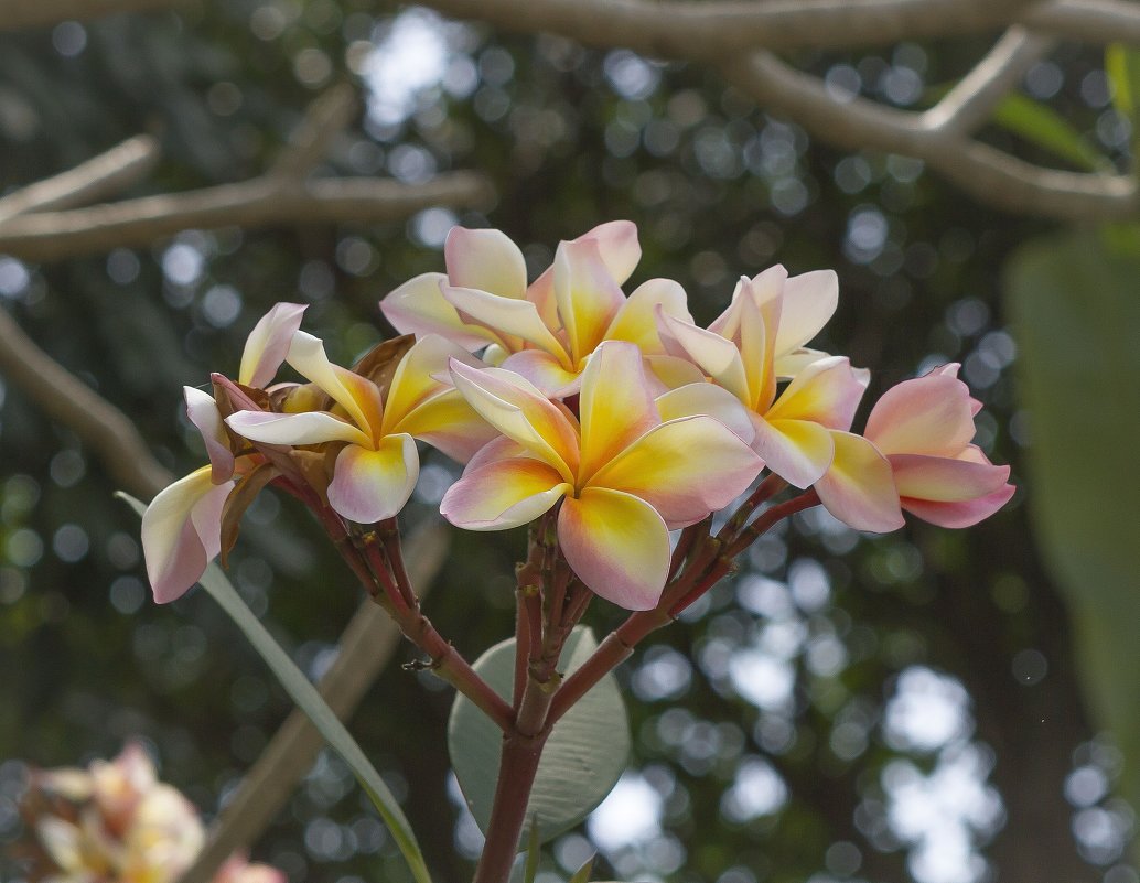 цветочки :)) - Борис 