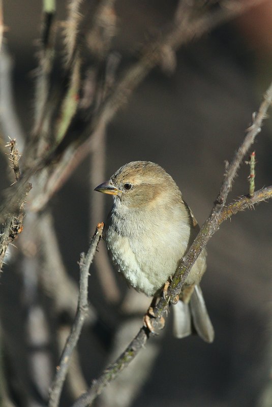 Воришка - Елена Федорова Воришка - Елена Федорова
