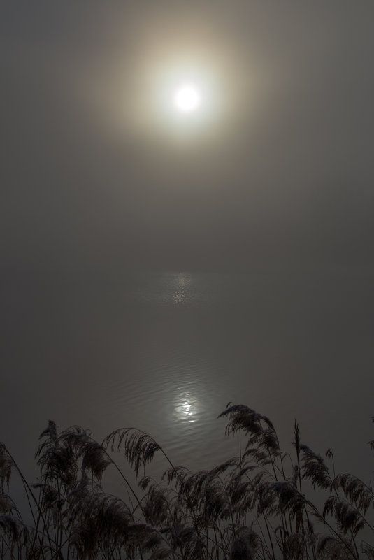 Туманное утро - Ольга Семенова Туманное утро - Ольга Семенова