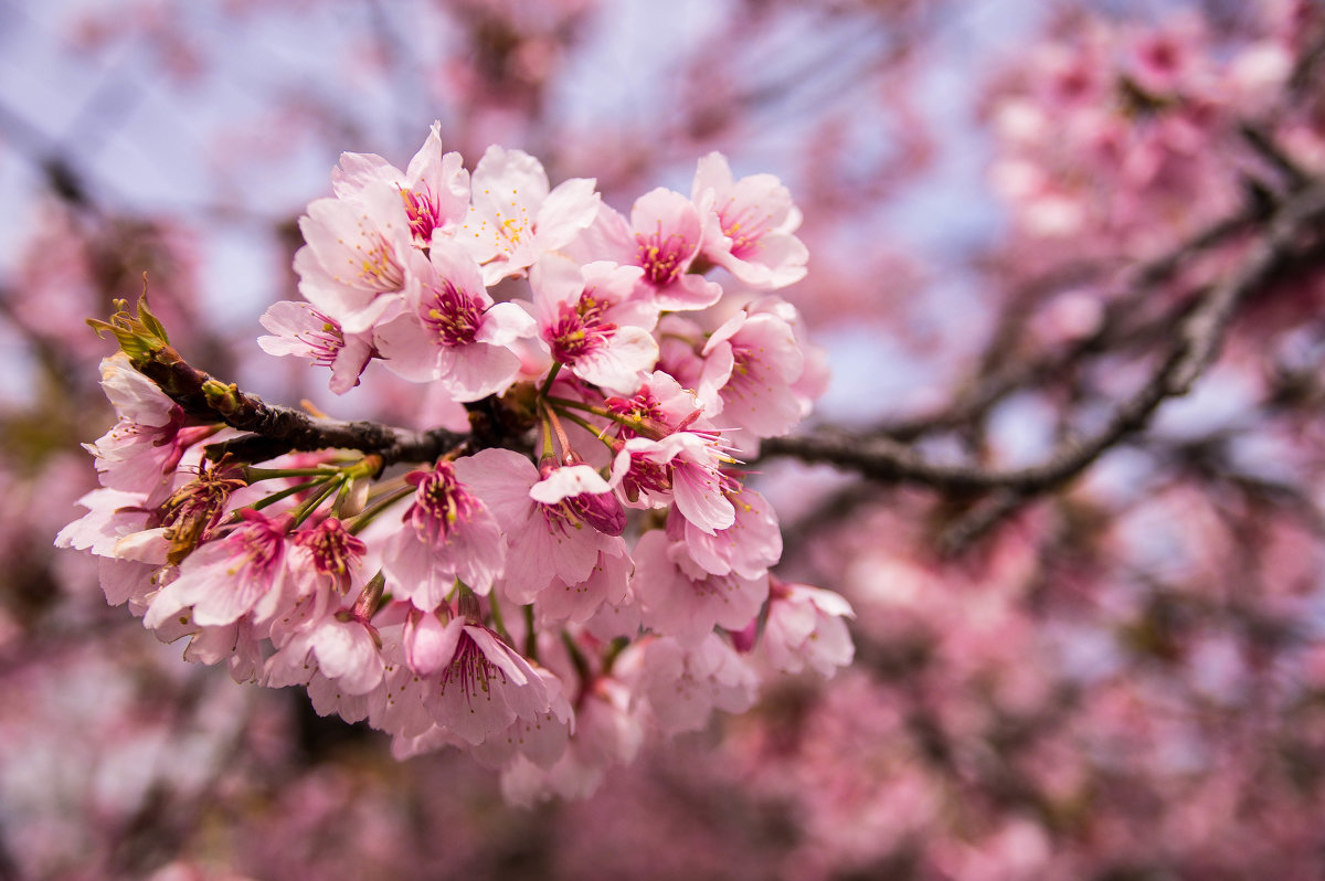 Sakura - Nina Uvarova