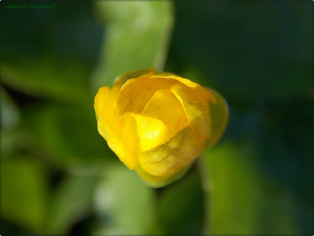 *** - Василий Платонов