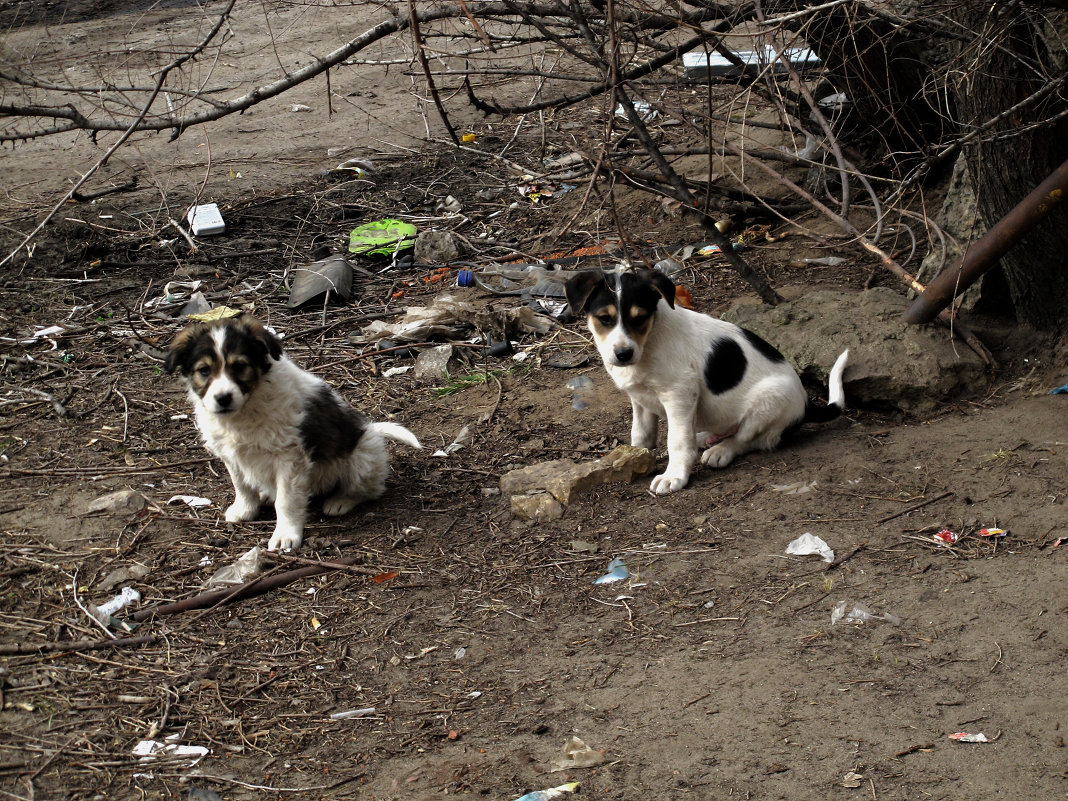 Когда же субботник? - Владимир Нев Когда же субботник? - Владимир Нев