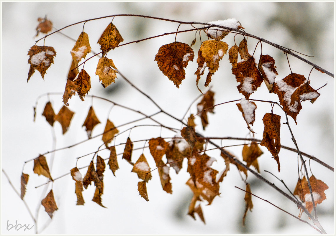 Что поделаешь, зима... - Василий Хорошев