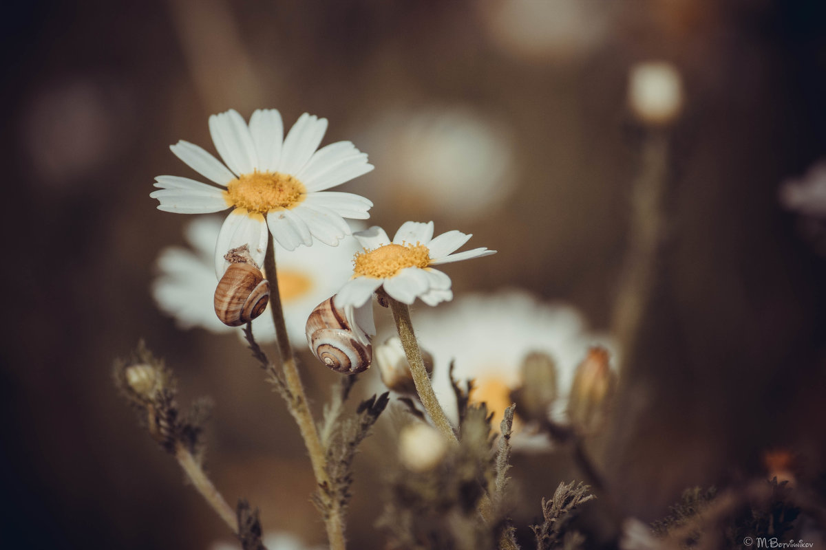 *** - Максим Ботвинников