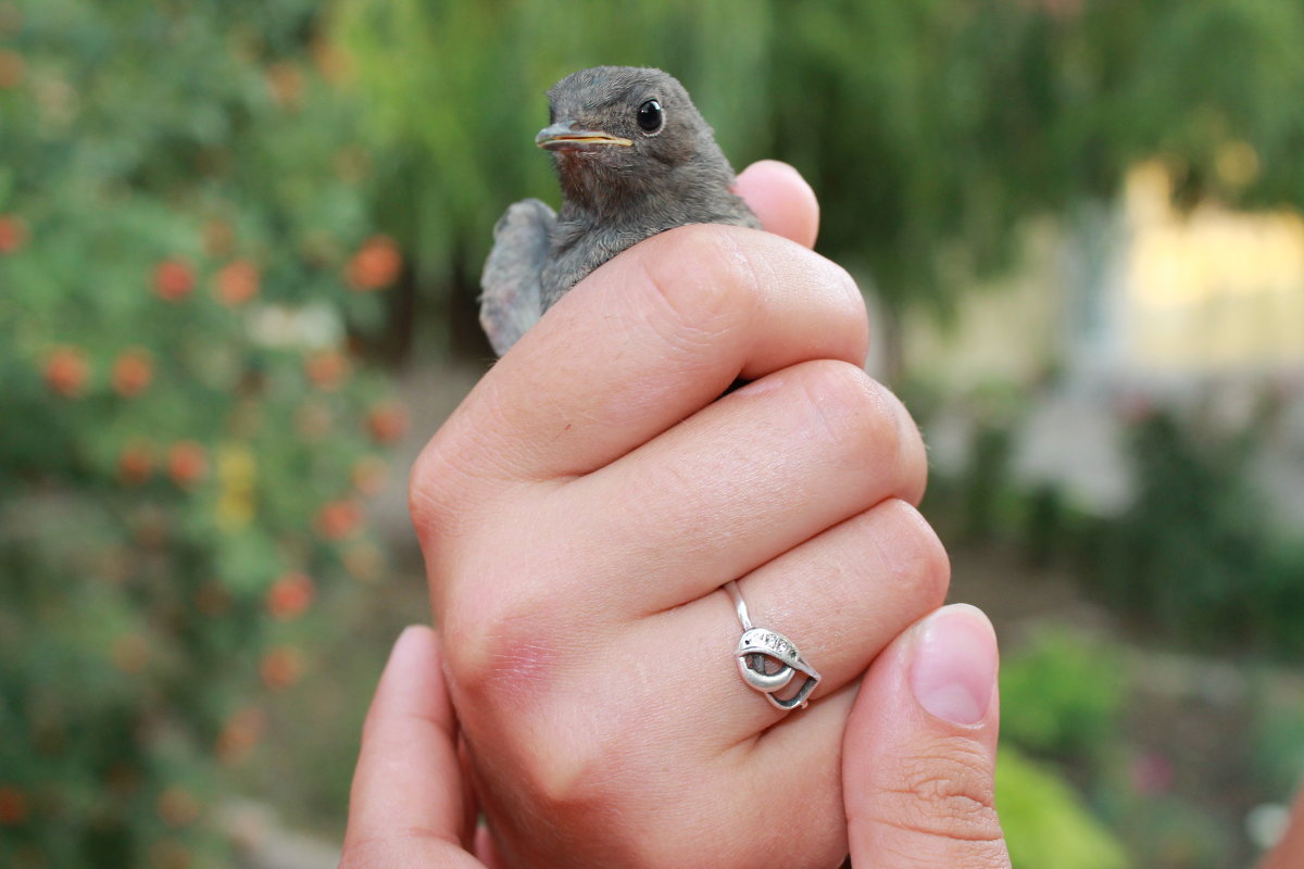 Bird - Stacy Stelmakh