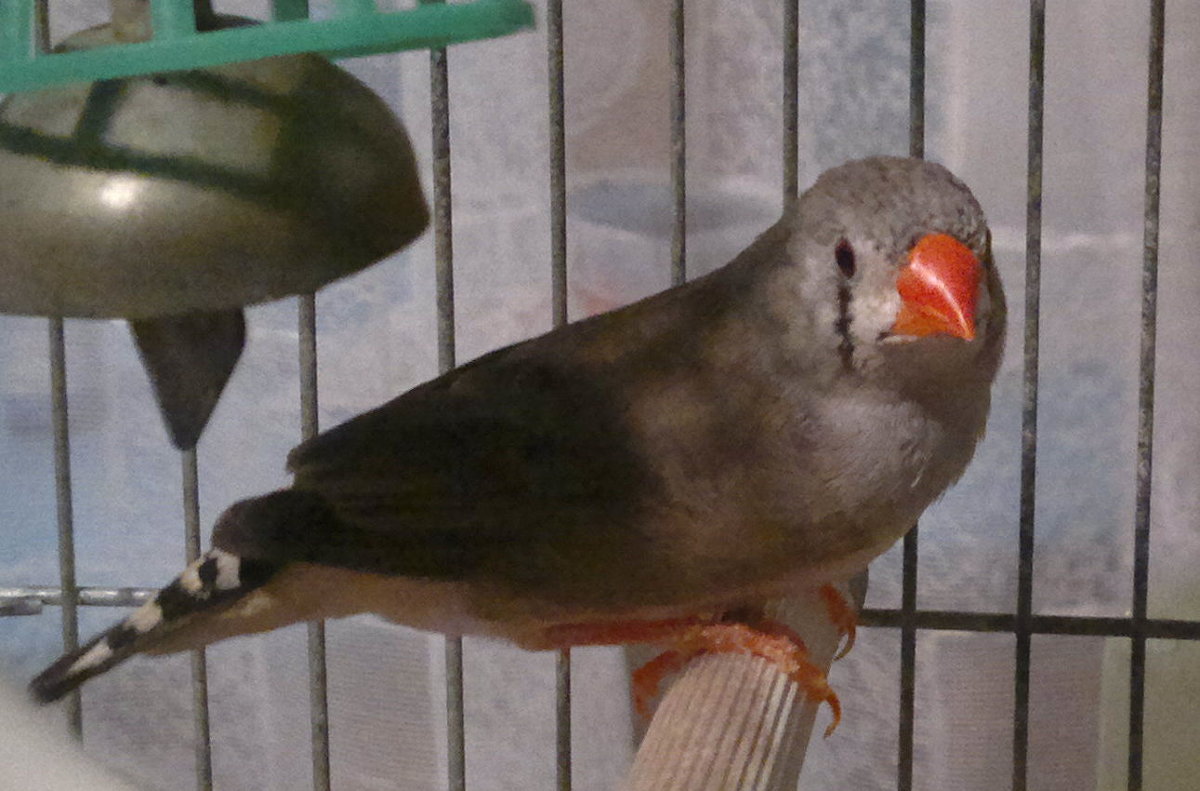 Вьетнамская синица - Сергей Гойшик