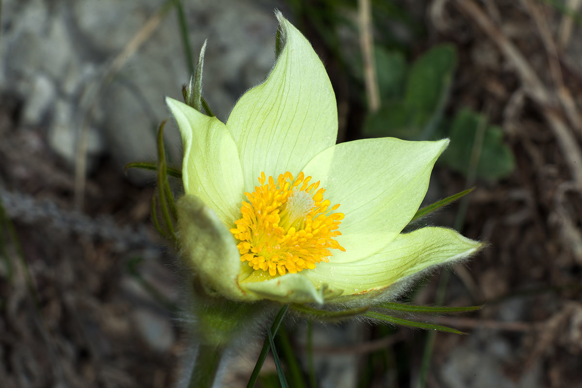 Подснежник - Владимир Сковородников