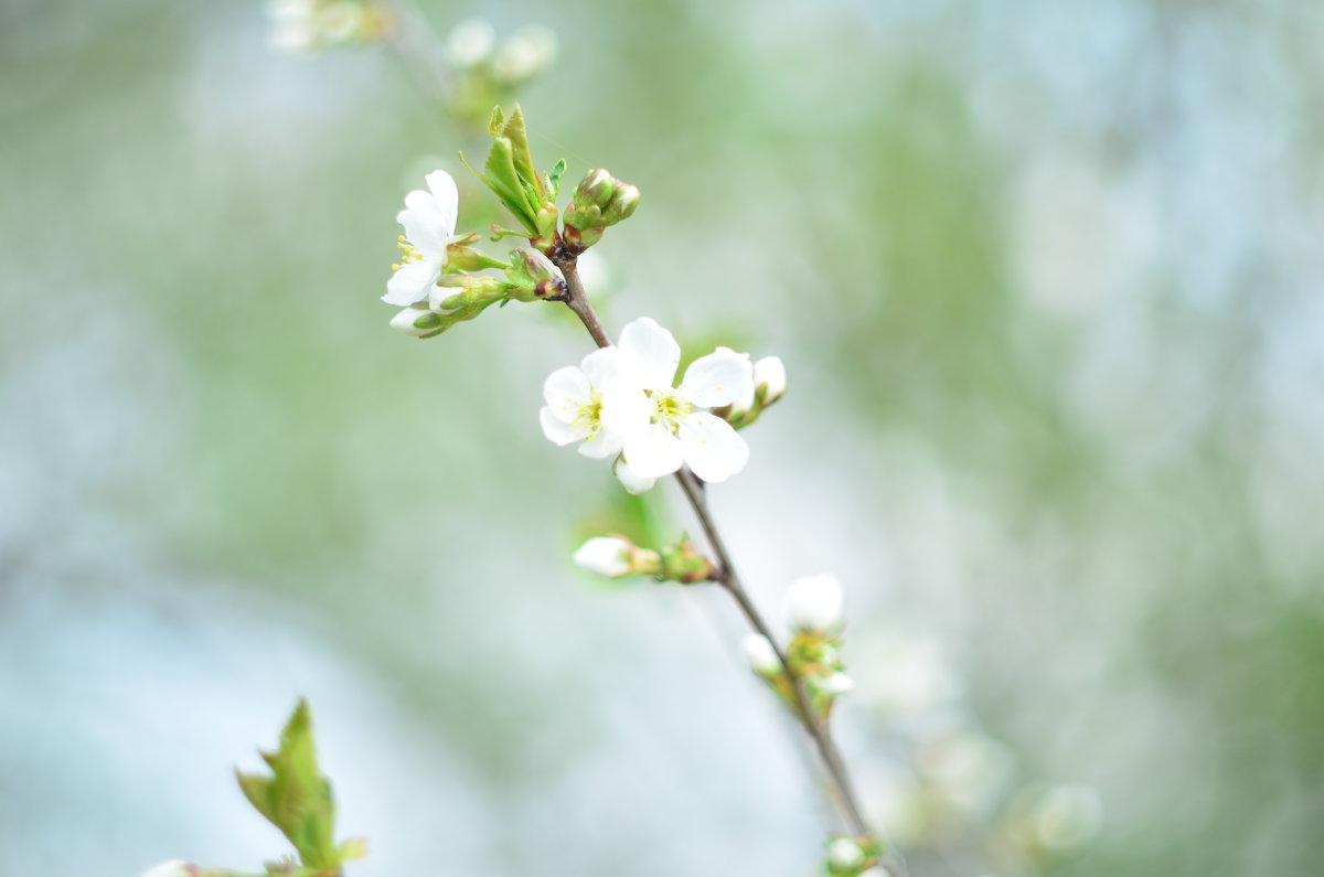 Вишня - Андрей Гетьман