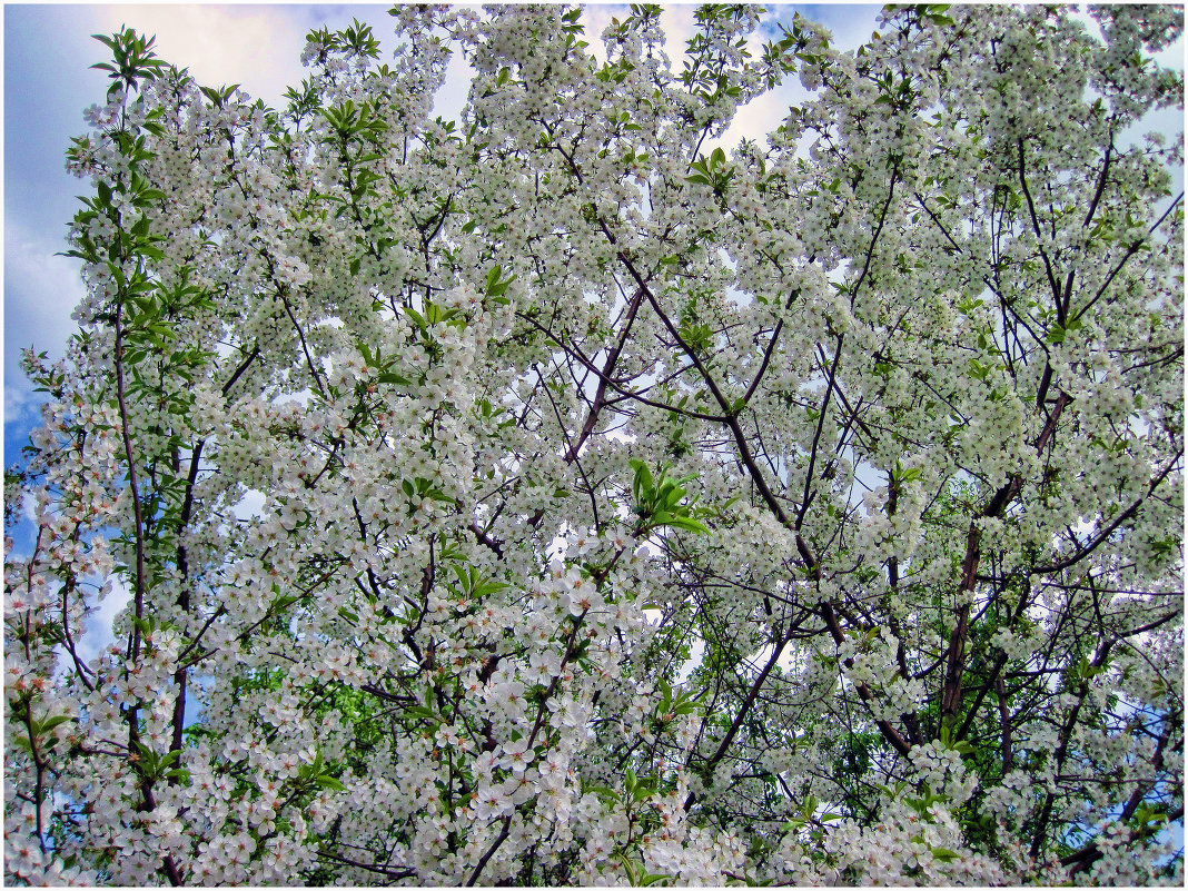 Весенний цвет... - Анатолий Михайлович