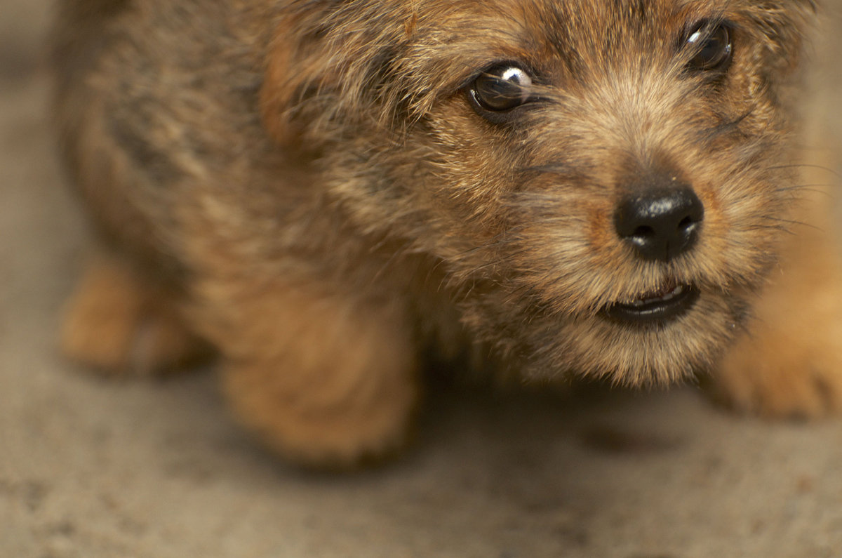 Первая встреча со страшным зверем-кошкой - MVMarina Первая встреча со страшным зверем-кошкой - MVMarina