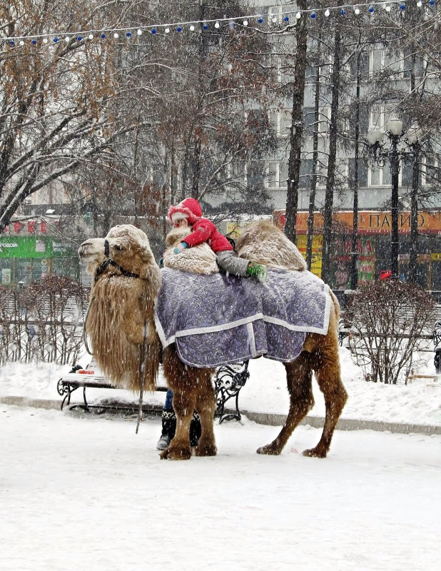 Наездник - Оксана Н