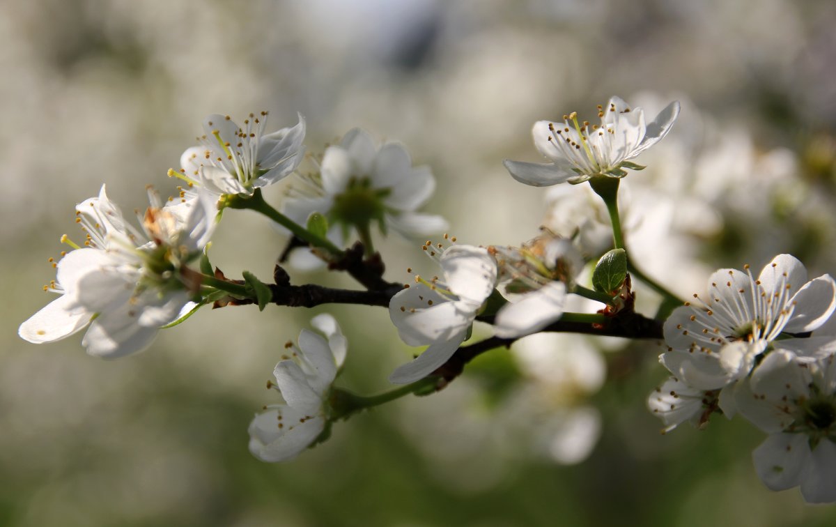 Весна - Владимир Буравкин