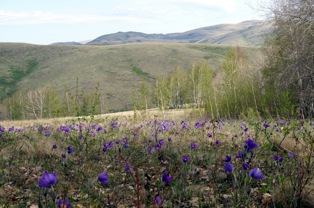 Весна ! - ayrat  malabaev 