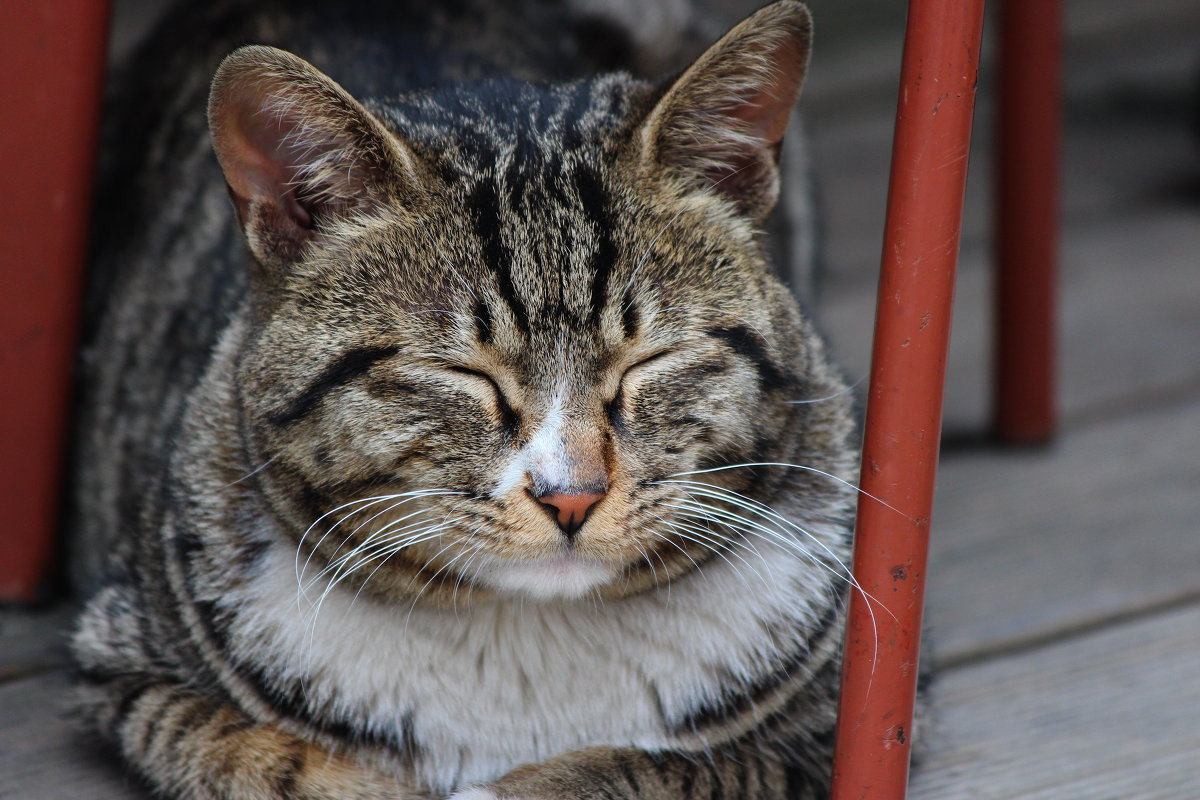 сосед прищурился - ангелина гончарук