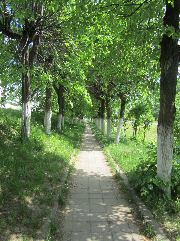 Липовая аллея в п.Палех - надежда Липовая аллея в п.Палех - надежда