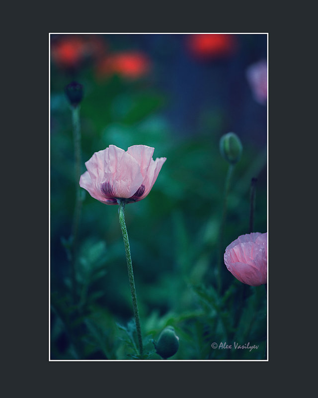 маки - alex vasilyev