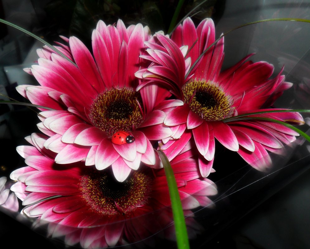 герберки - Дарья Левина герберки - Дарья Левина