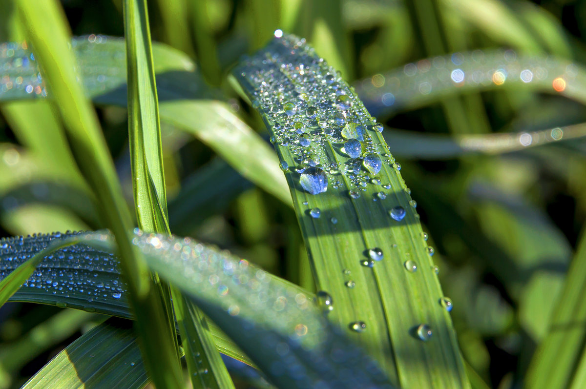 Утренняя роса - Юрий Стародубцев Утренняя роса - Юрий Стародубцев