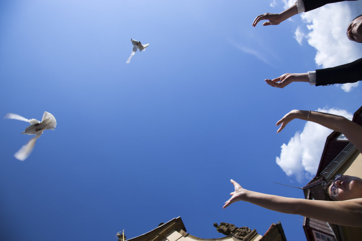 Свадебные Голуби - Joh Lor Свадебные Голуби - Joh Lor