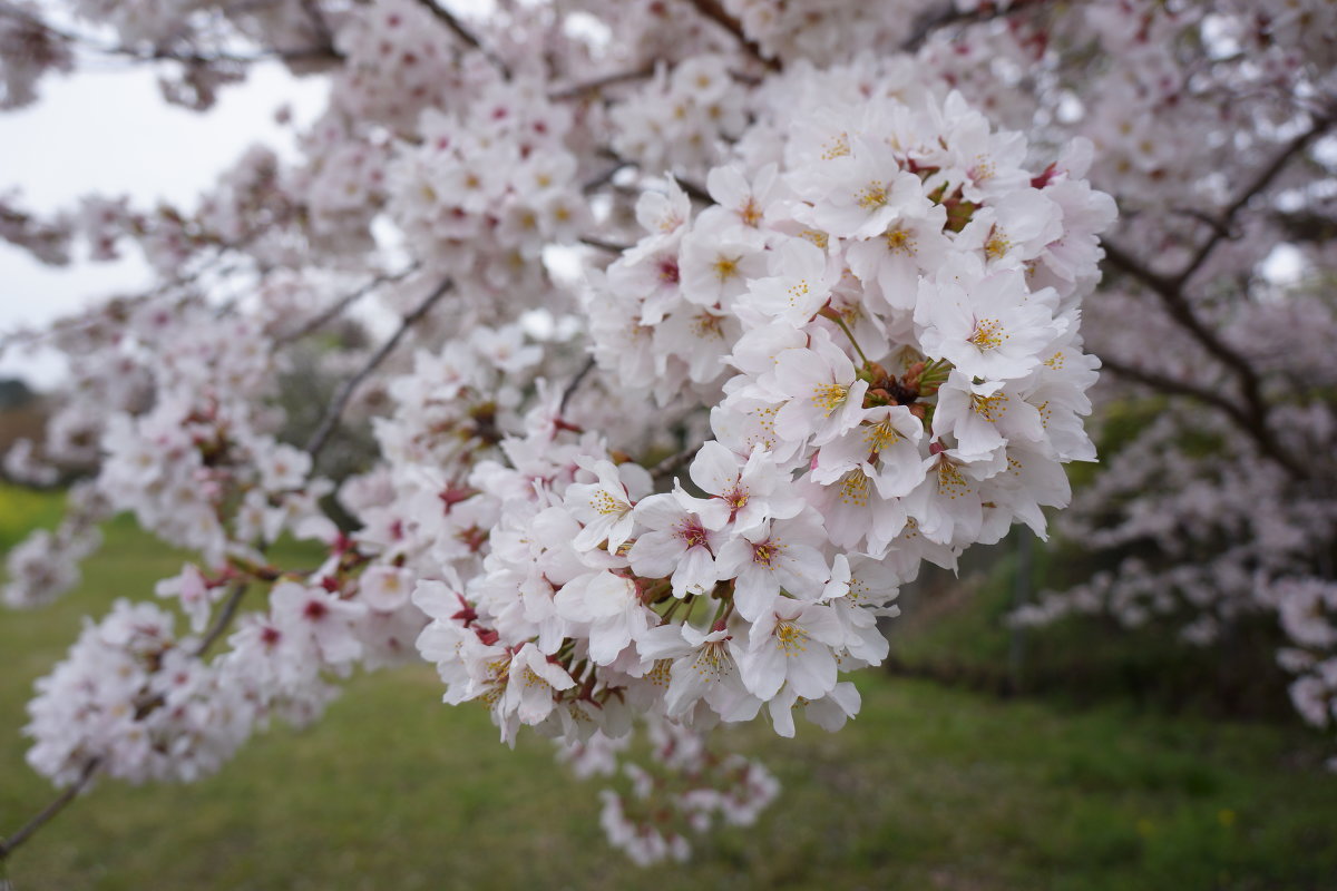 桜 - Slava Hamamoto