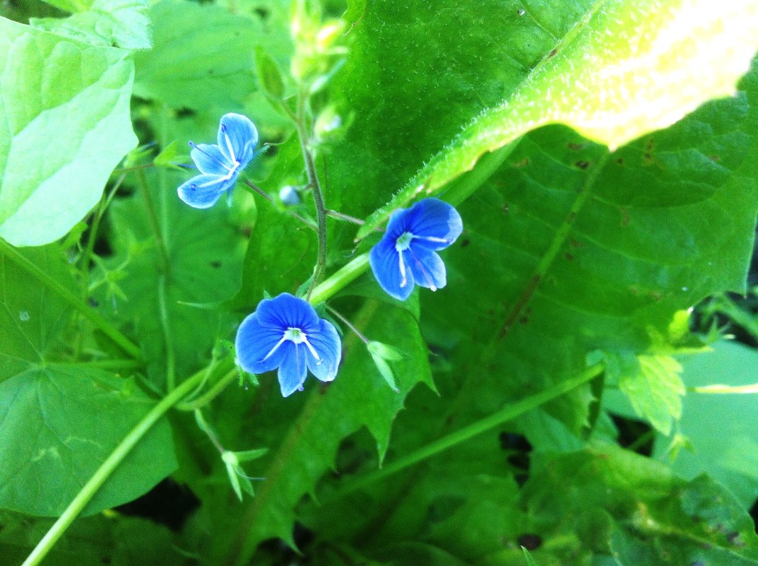 blue flower - Оксана Коробова